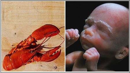 When people care more about the pain inflicted on a lobster than the unborn