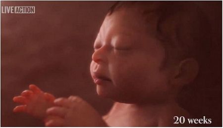 Amazing New Video Shows the Incredible Development of Unborn Babies in the Womb